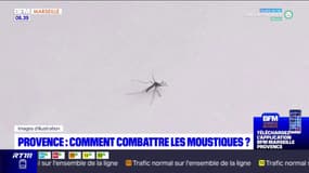 Provence: les astuces pour combattre les moustiques