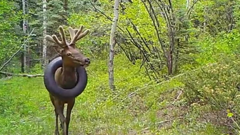 Après deux ans de calvaire, un wapiti enfin libéré... du pneu coincé autour de son cou