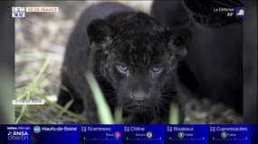 Seine-et-Marne: deux jaguars sont nés au Parrot World