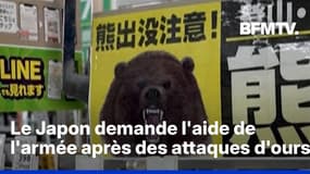 Au Japon, l'armée est appelée à intervenir après une hausse des attaques d'ours 