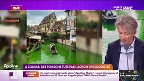 Le groupe d'activistes Extinction Rebellion a coloré en vert les eaux de Colmar