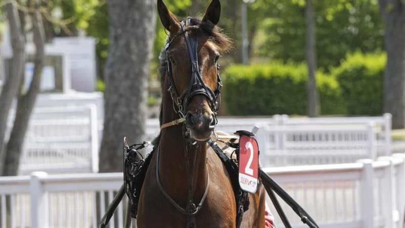 Hohneck s'est adjugé le Critérium Continental ce dimanche 26 décembre à Vincennes.