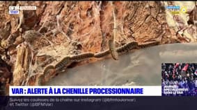 Var: les chenilles processionnaires sous surveillance