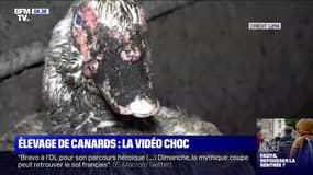L214 diffuse des images du "pire élevage" de canards dans les Pyrénées-Atlantiques
