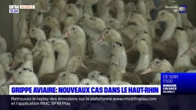 Haut-Rhin: de nouveaux cas de grippe aviaire détectés