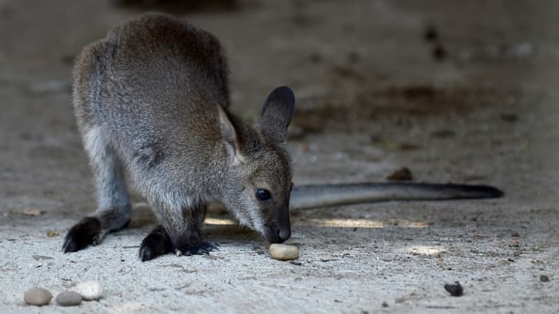 Pas-de-Calais: le wallaby retrouvé blessé à La Calotterie a été euthanasié