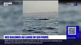 "C'était fabuleux": une famille aperçoit des baleines au large de Six-Fours