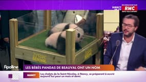 Whisky, rillette, Huan Lili... On a parlé prénoms d'animaux ce matin sur RMC