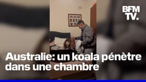  Australie: un couple découvre un koala dans sa chambre