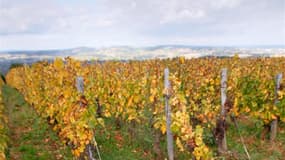 « Toutes les appellations de Beaune sont touchées et entre 10 et 90% des parcelles détruites », selon Cécile Mathiaud du BIVB (Bureau interprofessionnel des vins de Bourgogne).