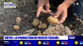 Nord: la sécheresse a des conséquences sur la production de pommes de terre