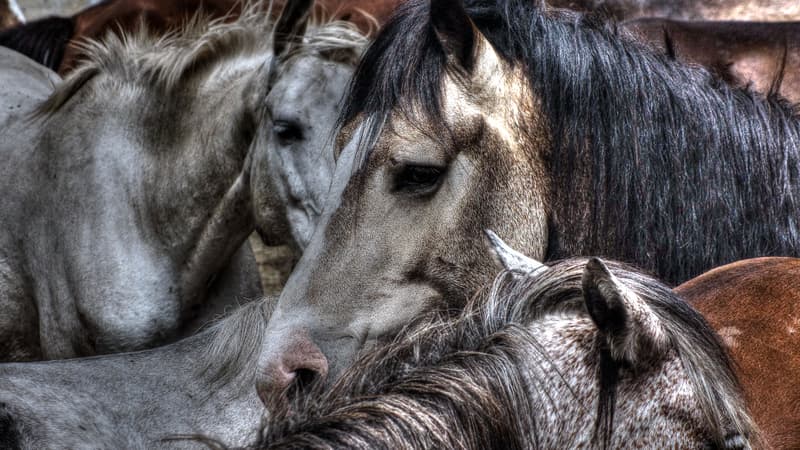 INFO BFM MARSEILLE PROVENCE. Vitrolles: un cadavre de cheval présentant des traces de mutilation découvert