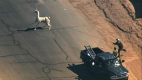 Etats-Unis: course-poursuite épique entre deux lamas et la police