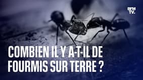 Des scientifiques estiment qu'il y a au moins 20 millions de milliards de fourmis sur Terre