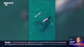 Une baleine suit un kayakiste sur trois kilomètres