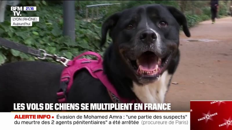 Les vols de chiens se multiplient en France