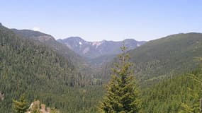 Forêt de l'Oregon où a été retrouvé le corps de Martha Morrisson (image d'illustration)