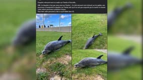 Le dauphin commun a été retrouvé sur la plage par un passant, qu'il l'a ensuite remonté sur l'herbe.