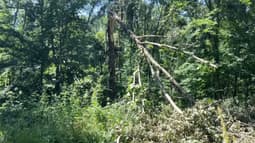 La forêt domaniale de Lyons (Eure) ravagée par les intempéries survenues le 25 juin dernier
