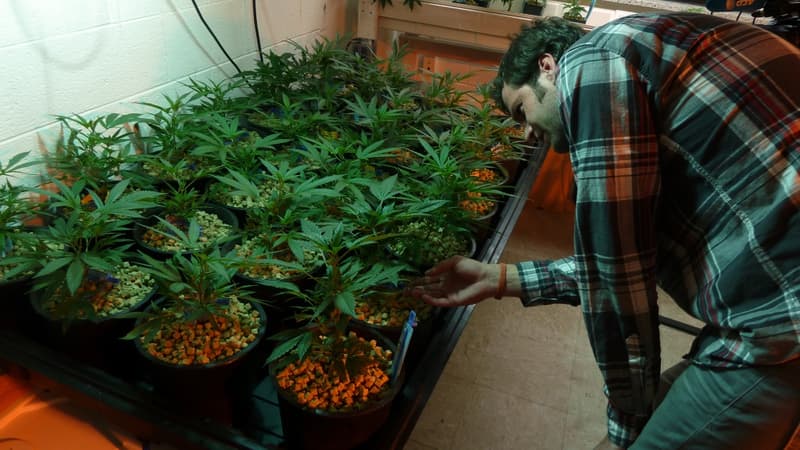 Le cannabis a rapporté 50 millions de dollars au Colorado l'an passé