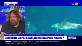 Côte d'Azur: des azuréens inquiets du sort de Parebatt, un dauphin niçois