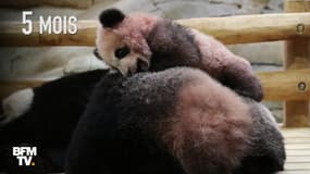 En un an, le bébé panda du zoo de Beauval a bien grandi