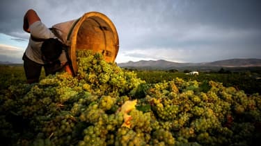 Vendanges à Espira-de-L'Agly, dans les Pyrénées-orientales, le 12 août 2020