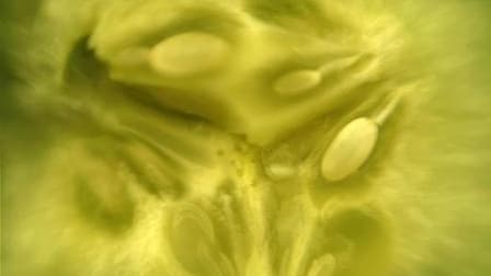 Après avoir déjà interdit les importations de légumes en provenance d'Allemagne et d'Espagne pour échapper à la propagation de la bactérie Escherichia coli qui a fait 15 morts outre-Rhin et un en Suède, le Russie a interdit jeudi l'importation de légumes