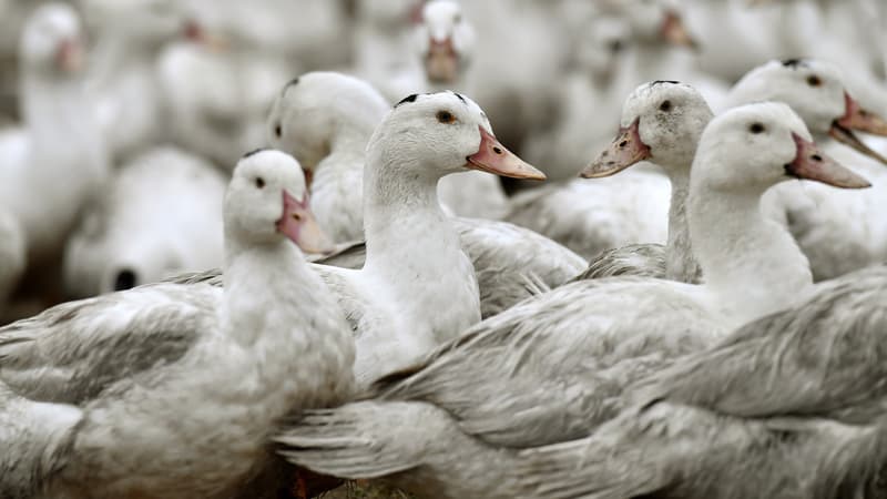 Un élevage de canard dans l'ouest de la France, en février 2017. (photo d'illustration)