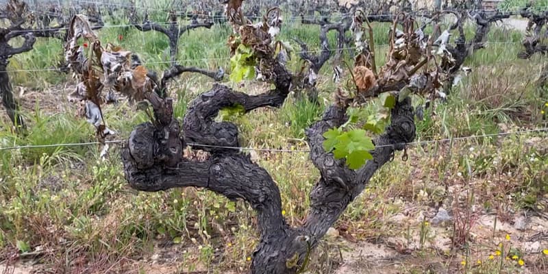 Plusieurs exploitations viticoles du Var sont fortement touchées par le gel en ce mois d'avril 2024