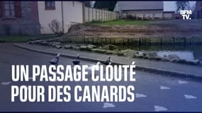 Dans ce village de l'Oise, les canards ont leur propre passage clouté pour traverser