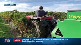 "Pour une fois, ce n’est pas une position intégriste": les viticulteurs se félicitent des exceptions accordées à l'utilisation du glyphosate