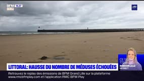 Côte d'Opale: hausse du nombre de méduses échouées sur les plages