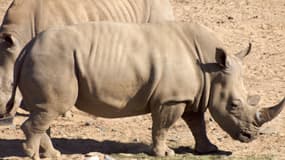 455 rhinocéros ont été tués par des braconniers en 2012