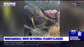 Montauroux: la plainte classée sans suite après la mort du sanglier Pumba