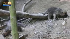 La naissance de louveteaux au zoo de Schonbrunn 