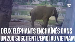 Thai et Banang, deux éléphants enchaînés dans un zoo de Hanoï, suscitent l’émotion des Vietnamiens 