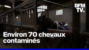 Une épidémie de rhinopneumonie a tué 10 chevaux en France 