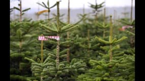 Quel sapin de Noël acheter ?