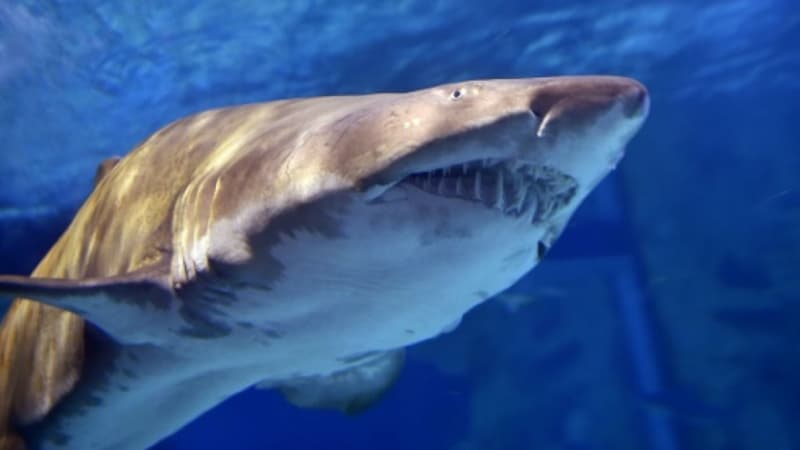 Un Américain de 20 ans a été attaqué par un requin jeudi 19 avril 2018 à Honolulu. Photo d'illustration