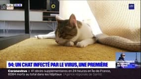 Île-de-France: un chat testé positif au coronavirus pour la première fois en France