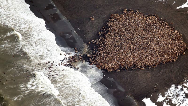 L'an dernier 35.000 morses s'étaient déjà échoués sur cette même plage, un mois plus tard