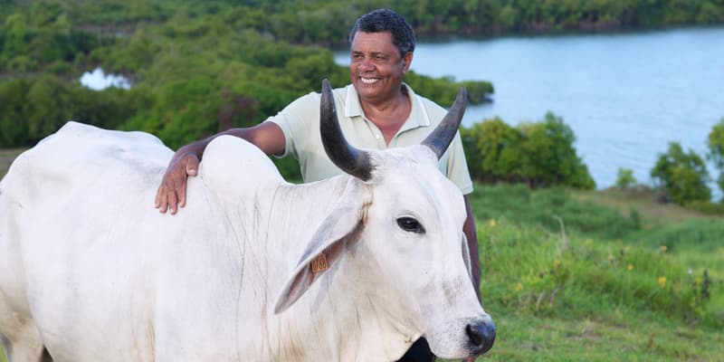 Biguine, une vache brahmane de six ans venue de Martinique, égérie du prochain Salon international de l'agriculture (SIA) à Paris, aux côtés de son éleveur André Prosper.