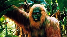 Le gigantopithèque, un singe géant aux allures de King Kong, a disparu de la surface de la Terre il y a un million d'années en raison de son incapacité à s'adapter aux changements environnementaux