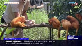 Sécheresse en Île-de-France: le zoo de La Ménagerie à Paris s'adapte pour hydrater les animaux