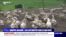 Grippe aviaire: les autorités françaises appellent à la vigilance
