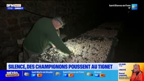 Alpes-Maritimes: des champignons cultivés dans un tunnel ferroviaire désaffecté