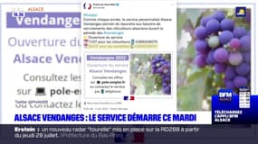 Alsace Vendanges: le service a démarré ce mardi