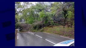 La route départementale d’Antibes bloquée en raison d'une chute d'arbres, 17 avril 2025
