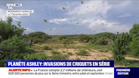 Une nouvelle invasion de millions de criquets pèlerins sévit en Somalie